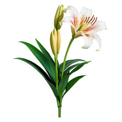 lily flower with leaves on transparent background