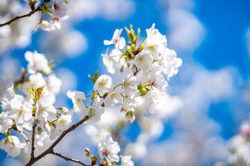 A blooming branch of cherry blossom tree in spring.