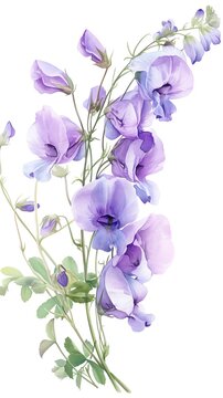 purple sweet pea flowers watercolor style clip art preview