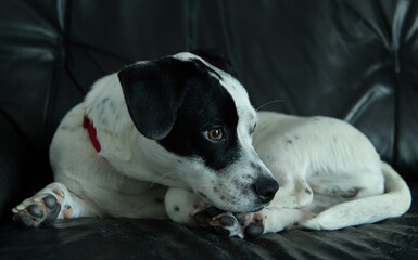 Cute small white mixed breed dog with large black spot on his head resting on a sofa