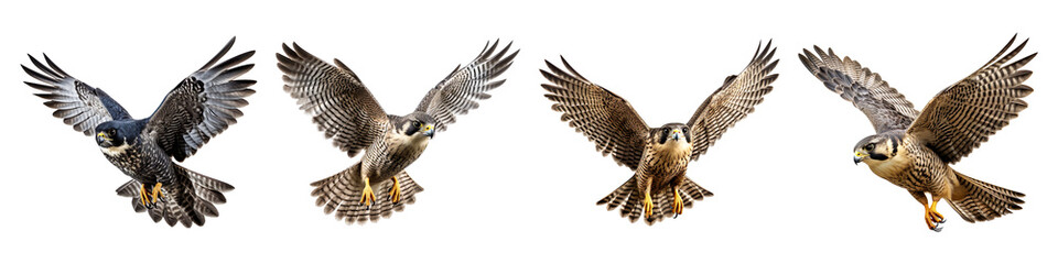 Collection of falcon birds flying isolated on transparent background