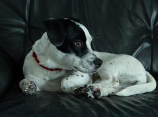 Cute small white mixed breed dog with large black spot on his head resting on a sofa