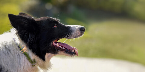 Adorable Border Collie on a walk. Rainy day for outdoor walk. 