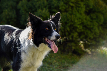 Adorable Border Collie on a walk. Rainy day for outdoor walk. 
