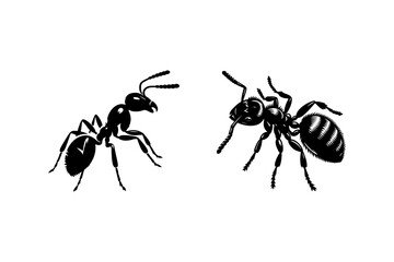 ant on white background