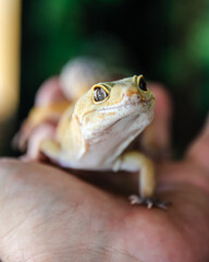 Leopard lizard with beautiful eyes being held by one hand