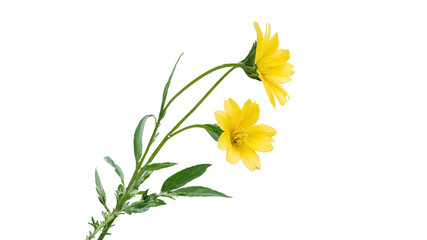 yellow flowers isolated on white