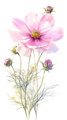 Beautiful watercolor painting of pink cosmos flowers with greenery, perfect for home decor and artistic design projects.