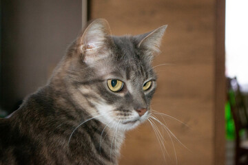 Fototapeta premium Close up photo from a cute domestic cat playing outdoor