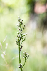An ant crawls on a stem. Green background