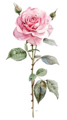 Obraz premium Botanical illustration of a pink rose flower with delicate petals and green leaves, showcasing natural beauty and elegance.