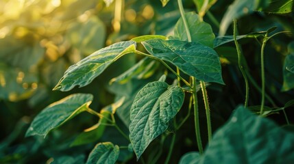 Close up view of bean leaves growing on vines