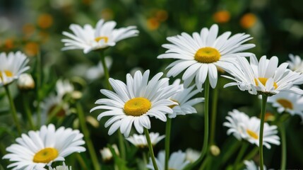 Fototapeta premium Close up view of daisies in a garden