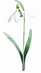 Elegant botanical illustration of a blooming snowdrop flower, showcasing delicate white petals and lush green leaves on a plain background.