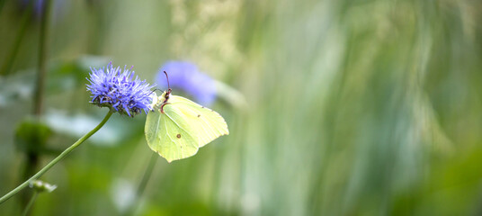 Butterfly on a flower. Gonepteryx mahaguru. Gonepteryx rhamni. A butterfly drinks nectar on a flower. Lemon-colored butterfly. Green background with a butterfly. Wild flowers and insects
