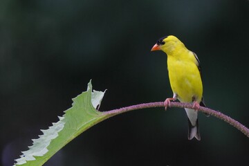 Vibrant yellow bird perched on a leaf stem against a dark background