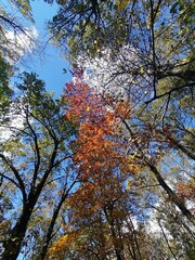 Trees in a forest with colorful foliage from bottom angle