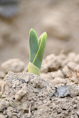 closeup the ripe green garlic plant growing in the farm with brown soil soft focus natural brown background.
