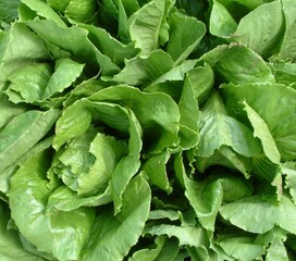 lettuce leaves closeup