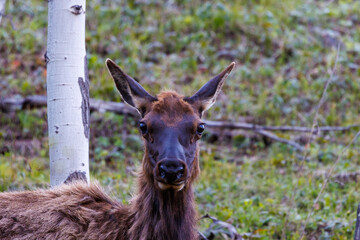 Close up of a cow elk (cervus canadensis) in the forest during late spring in Grand Teton National Park, Jackson Hole, Wyoming