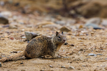 Fototapeta premium California ground squirrel (Otospermophilus beecheyi) on beach sand and gravel on the west coast of California, USA