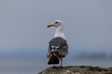 Seagull (Larinae) standing on a large boulder with blurred background
