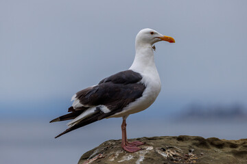 Seagull (Larinae) standing on a large boulder with fishing line coming out of his beak