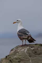 Vertical image of a seagull (Larinae) standing on a large boulder with blurred background