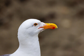 Close up side profile portrait of a seagull (Larinae) with blurred background