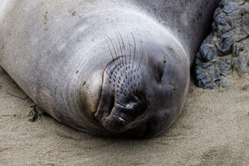 Close up of an Elephant seal at Elephant Seal Vista Point in San Simeon, San Luis Obispo County, California, USA