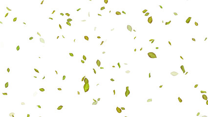 Leaves on White Background. Background of fluttering leaves