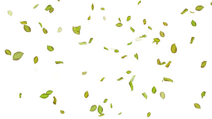 Leaves on White Background. Background of fluttering leaves