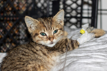 A cute kitten has beautiful blue eyes and is resting on a soft white blanket