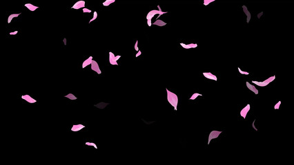 Falling Rose Petals on dark black background, wedding, romance, love, Valentines