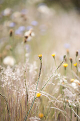 Grass in the wind. Golden herbs. Summer herbs. Dry grass. Decorative grass. Wild herbs. Field of flowers