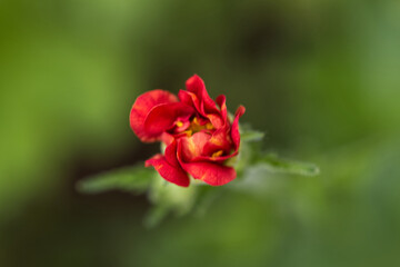 Obraz premium red flower, red bud, red blossom, petal, close up flower, geum, Geum urbanum, Rosaceae 
