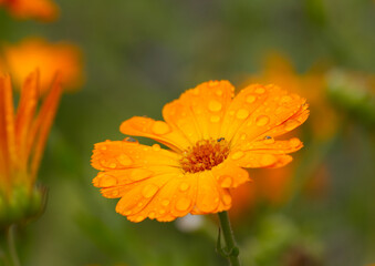 orange flower of calendula, organge flower with dew drops,  marigold with dew drops, petals with water drops, raindrops