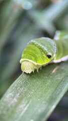 caterpillar on leaf