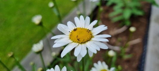 ox eye daisy flowers in summer bed with green lawn background