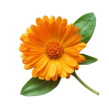 recommend clip art: Calendula orange flower with green leaves isolated on white or transparent background, png clipart, design element. Easy to place object on any other background. 