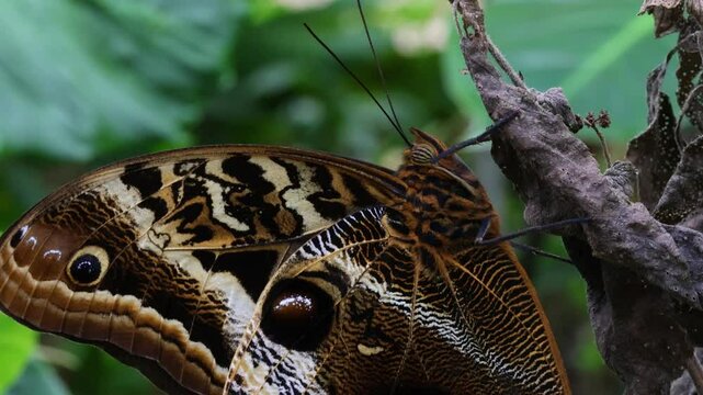 Owl Butterfly (Caligo memnon) at the butterfly garden in Mindo, Ecuador