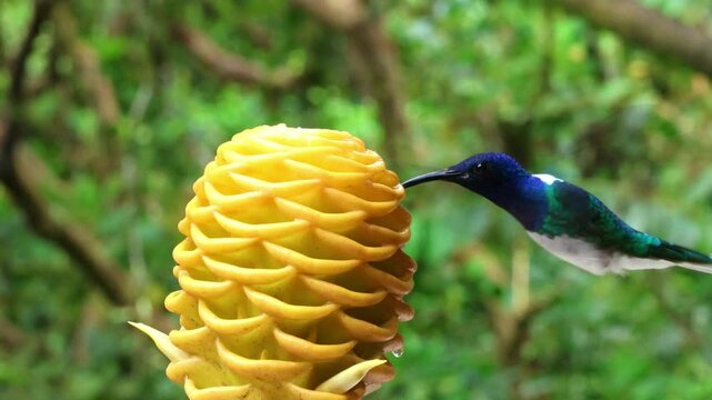 Pair of hummingbirds feeding on a ginger flower in Mindo, Ecuador