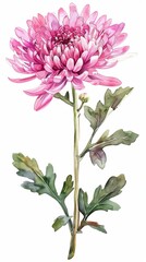 Watercolor pink flower illustration, depicting a single blooming pink chrysanthemum on a white background, capturing natural beauty.