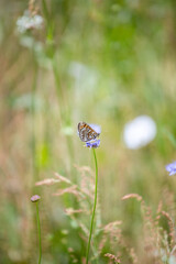 Melitaea athalia. Melitaea britomartis butterfly on a flower. A rare butterfly. Green background with a butterfly. Wild flowers and insects