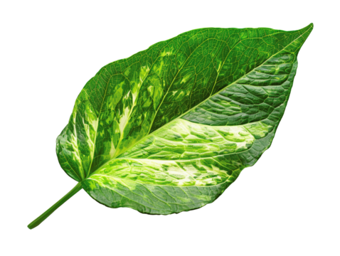 A single, green and white variegated leaf isolated on a black background.  The leaf has a pointed tip and a smooth surface.  The veins are visible and the leaf is slightly curled.