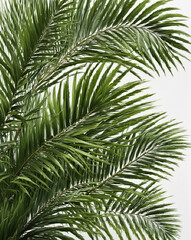 Dense Green Foliage of Palm Tree Against Light White Background