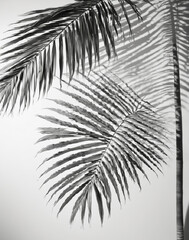 Obraz premium Black and White Photo of Palm Tree Leaves Creating Intricate Shadow Patterns