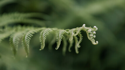 Green Leaf of wild fern