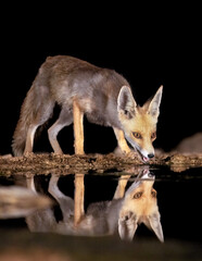 Fox at night drinking in the desert 