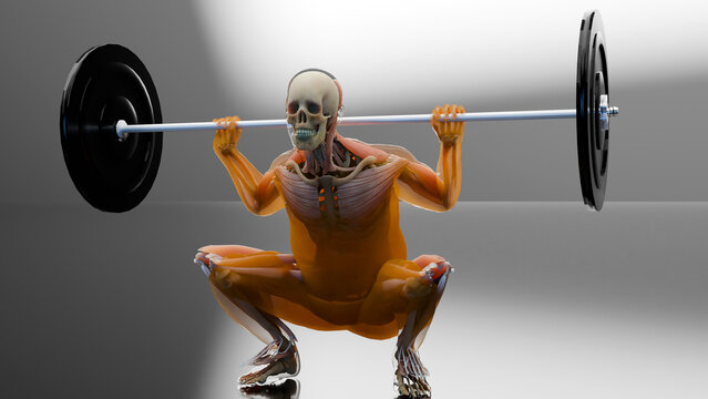Barbell parallel Squat Exercise. Bodybuilding gym exercising, High Bar Olympic Squat, male workout for losing weight, lose Fat belly, fat burn process. Obesity,  human anatomy, Anatomical 3d render
